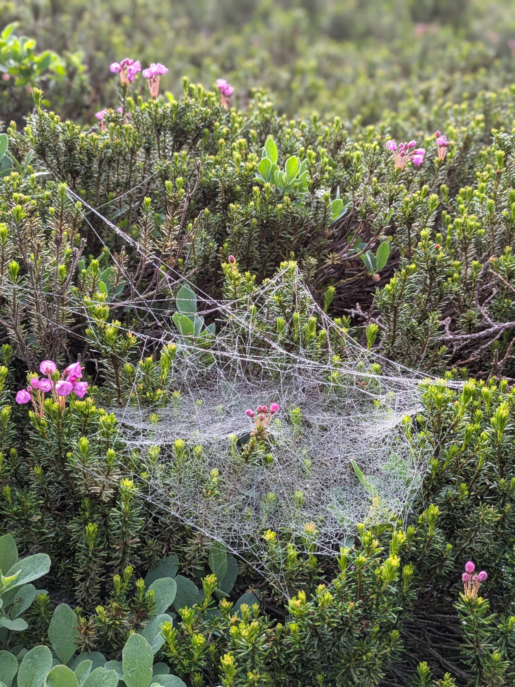 dew covered spider web and flowers