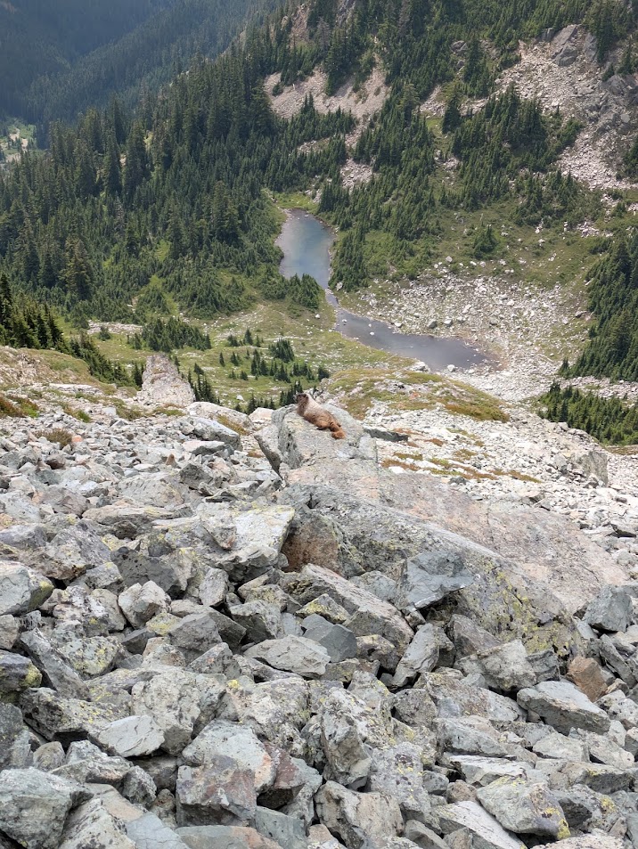 sunbathing marmot