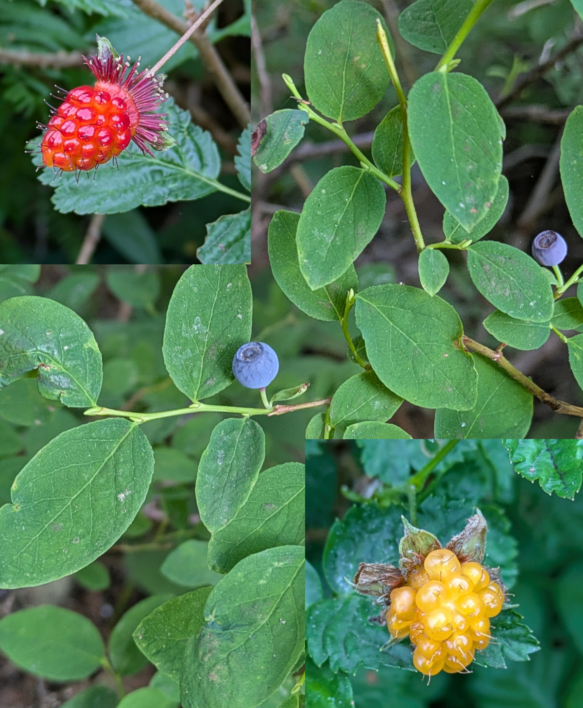 salmonberries huckleberries
