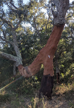 Cork Tree in Portugal