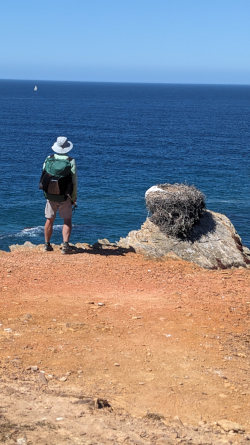 Stork Nests on Cliff in Portugal