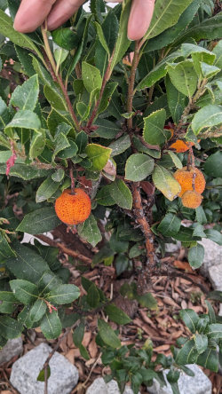 strawberry tree fruit