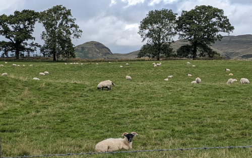 Scottish Sheep