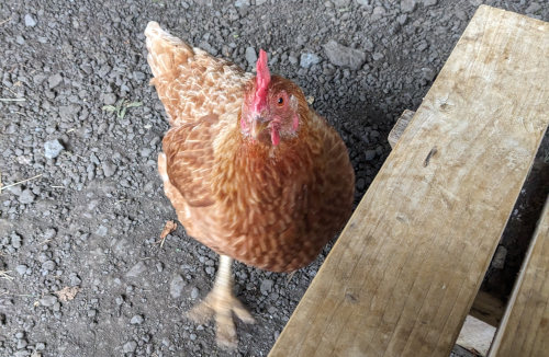 West Highland Way begging chicken