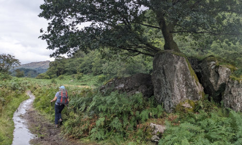 Tree Growing Out of Rock