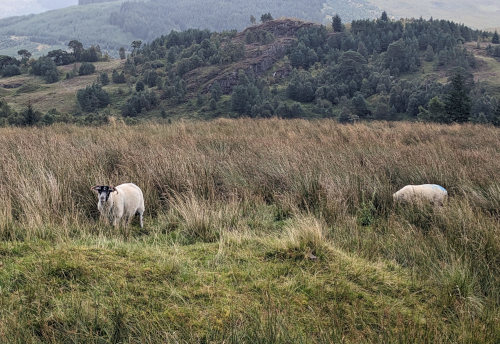 Visiting Sheep